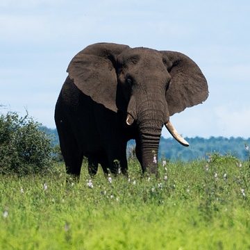 olifant in de kamer