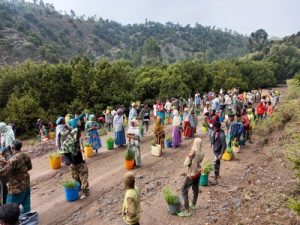 renewd WeForest Making Earth Cooler